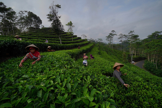 Kebun Teh Nglinggo
