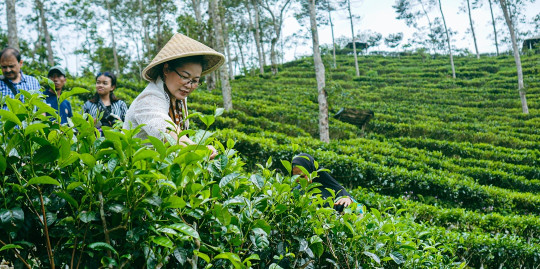 Kebun Teh Tritis